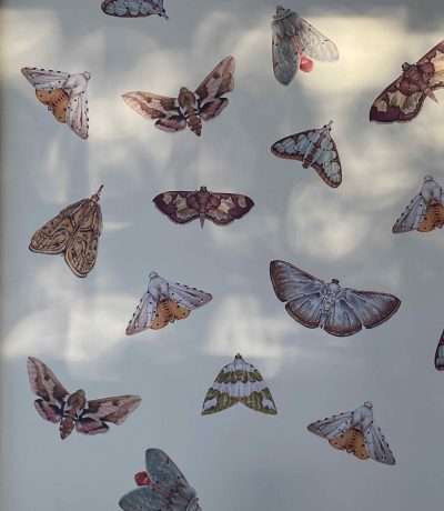 Moth decals on wall in sunlight