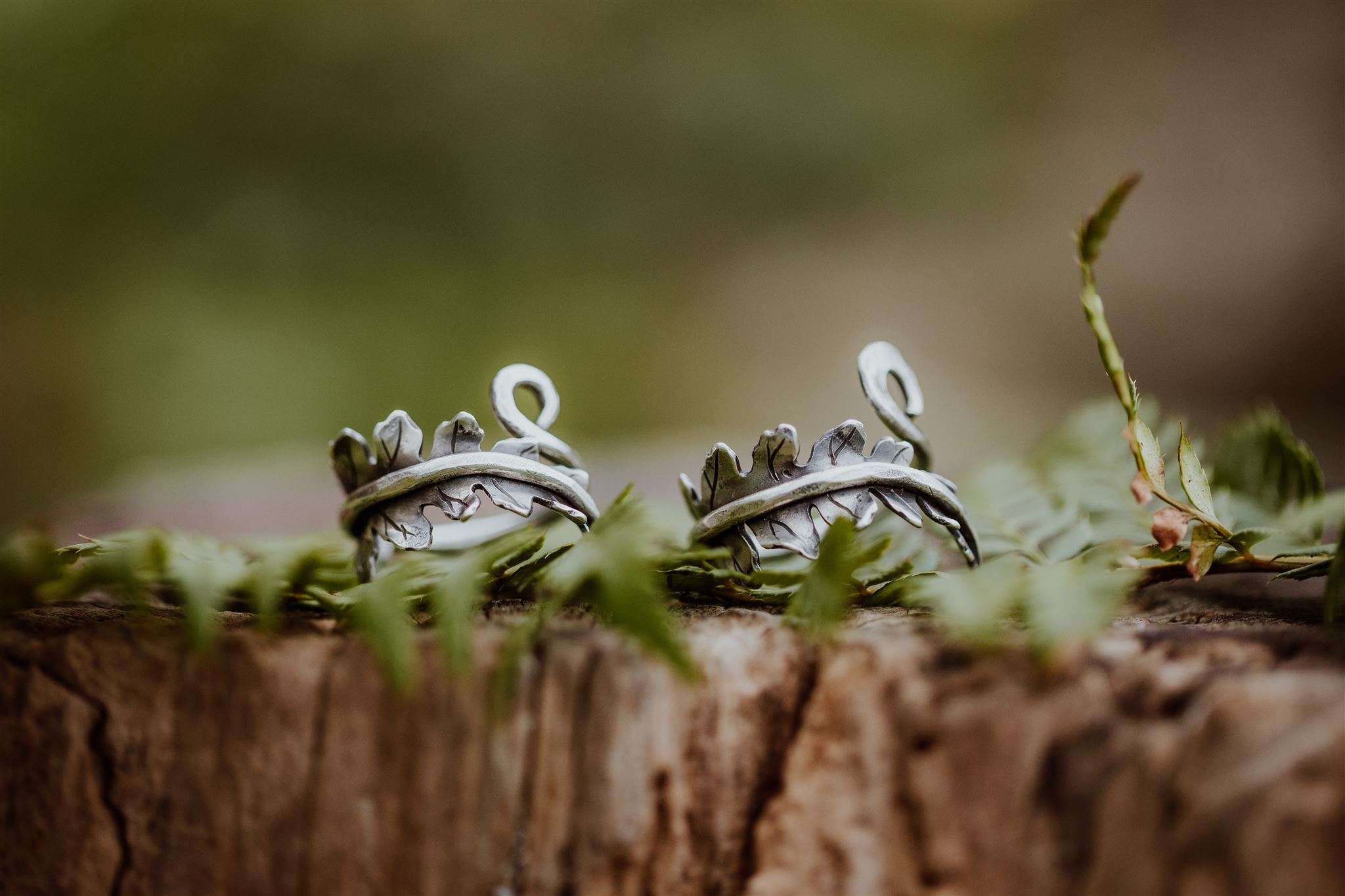 Fern rings alt